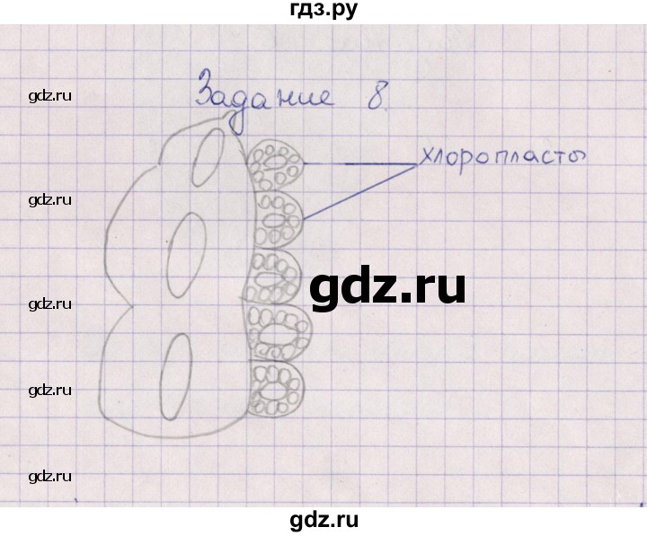ГДЗ по биологии 6 класс  Пасечник рабочая тетрадь Бактерии, грибы, растения  задание - 8, Решебник