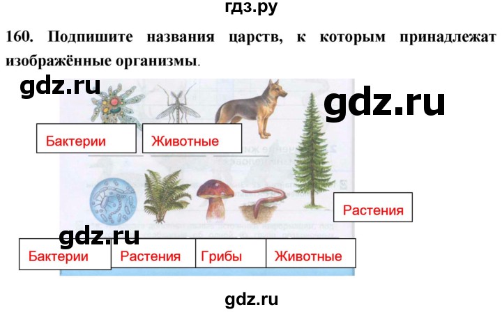 ГДЗ по биологии 5 класс  Сонин рабочая тетрадь  упражнение - 160, Решебник №1