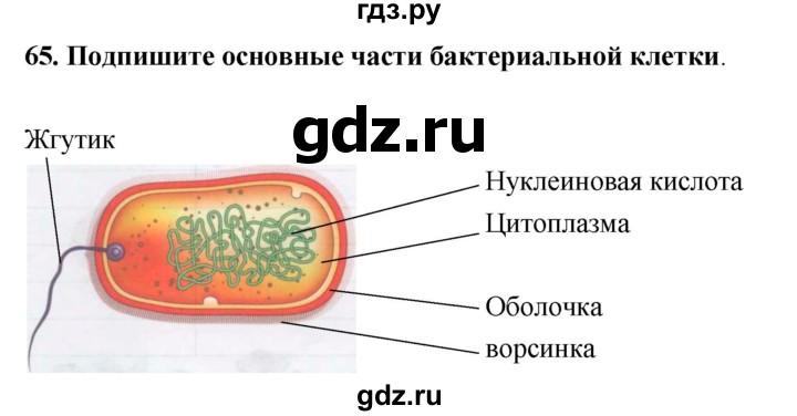ГДЗ по биологии 5 класс  Сонин рабочая тетрадь  упражнение - 65, Решебник №1