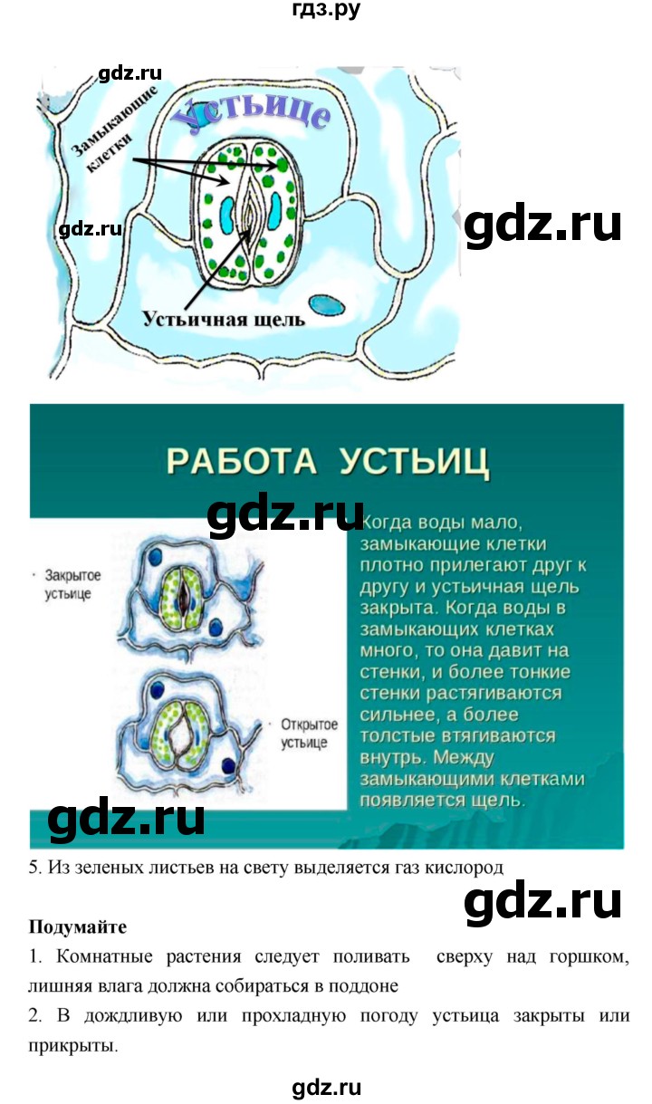 ГДЗ по биологии 6 класс Исаева   параграф - 22, Решебник