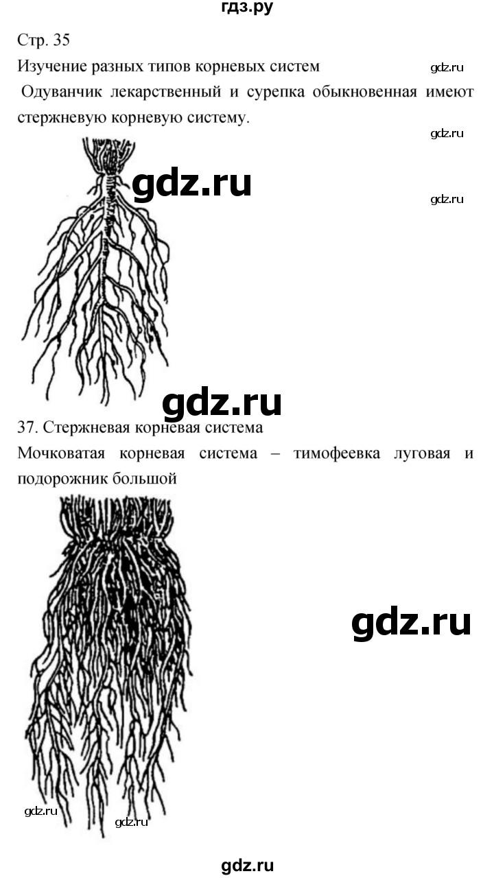 ГДЗ по биологии 5‐6 класс Сухорукова тетрадь-практикум  страница - 35, Решебник №1