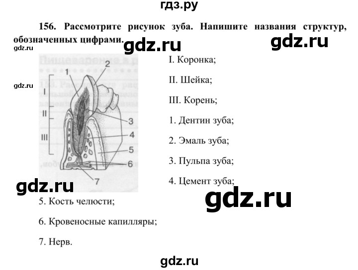 ГДЗ по биологии 8 класс Сонин рабочая тетрадь Человек  номер - 156, Решебник к тетради 2014