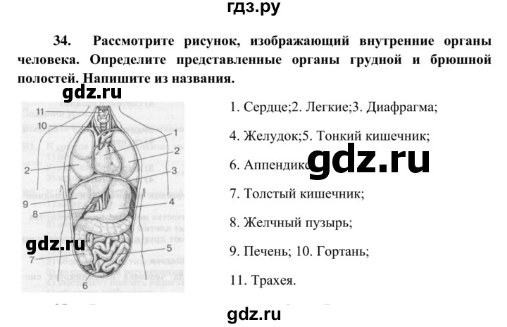 ГДЗ по биологии 8 класс Сонин рабочая тетрадь Человек  номер - 34, Решебник к тетради 2014