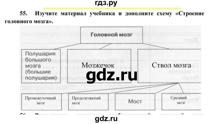ГДЗ по биологии 8 класс Сонин рабочая тетрадь Человек  номер - 55, Решебник к тетради 2014